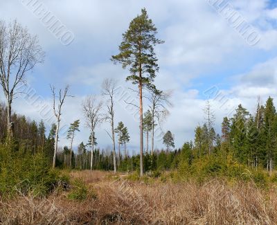 Estonian woods