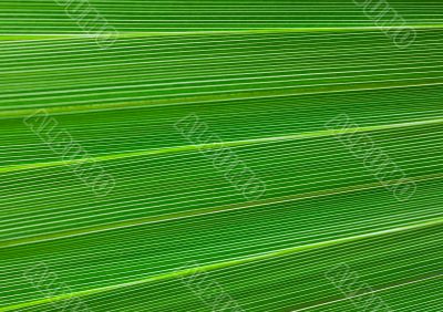 Green background