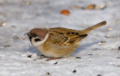 Passer montanus