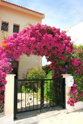 Flowers arch at the house