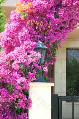 Flowers arch at the house