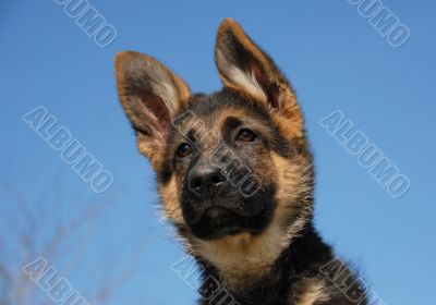 puppy german shepherd