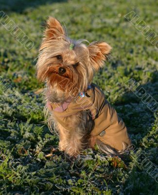 yorkshire terrier