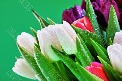 Tulips