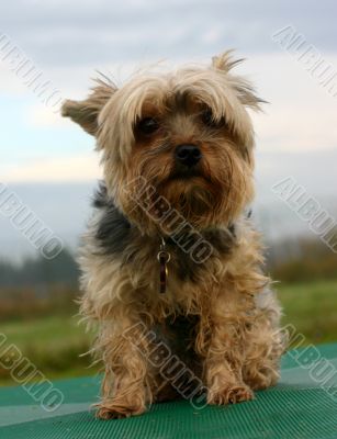 yorkshire terrier
