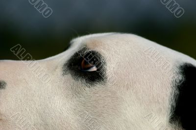 eyes of dalmatian