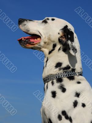 dalmatian