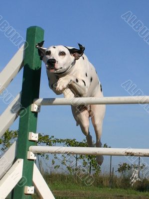 jumping dalmatian