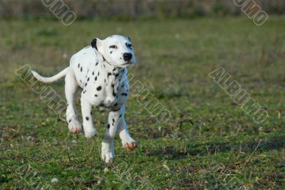 running puppy dalmatian