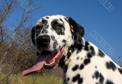 dalmatian