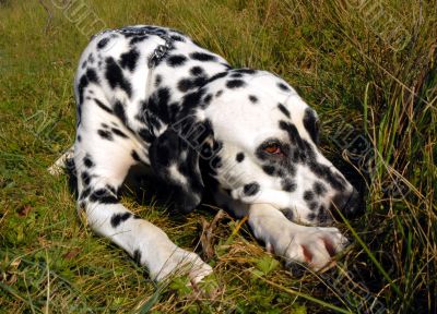 dalmatian