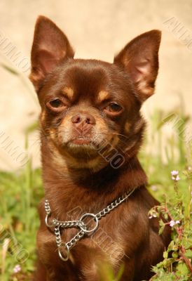 chocolate chihuahua