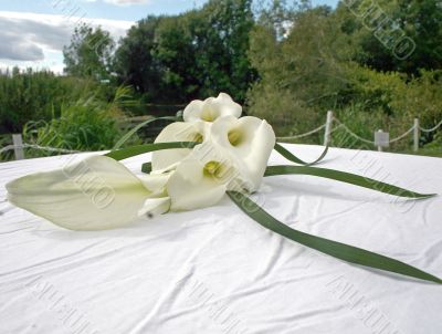 Lilies