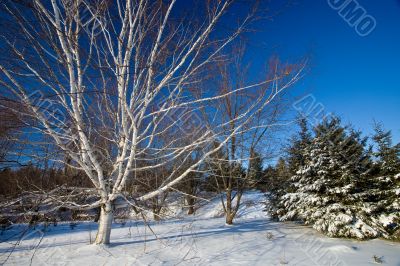 Snowy Scenic