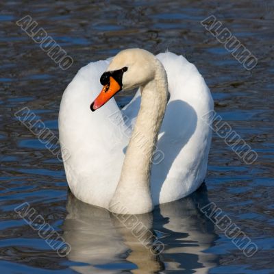 swimming swan