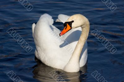 White swan
