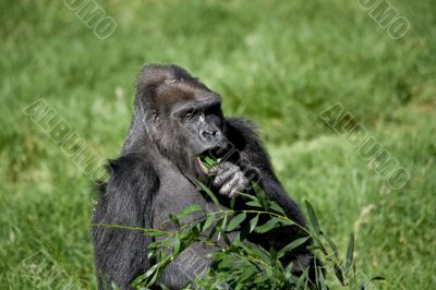 Gorilla Eating