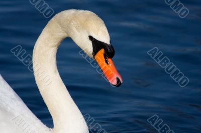 portrait of swan