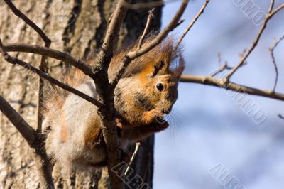 The squirrel on a tree branch