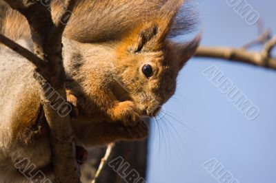 The squirrel