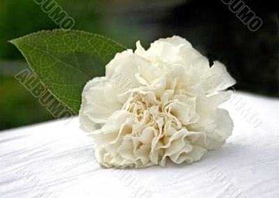 Corsage
