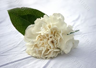 Corsage