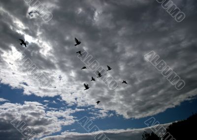 Flying Birds