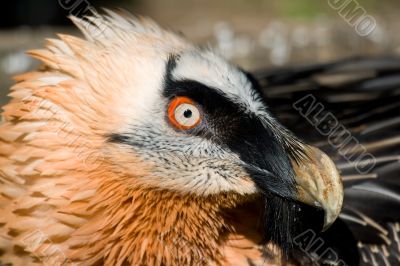 Lammergeier`s Specimen -Gypaetus barbatus