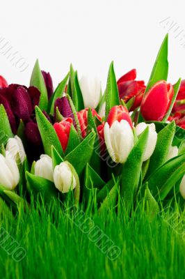Wet Tulips