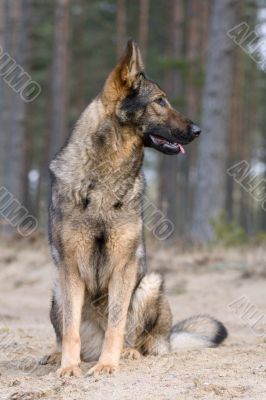 Germany sheepdog