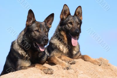 Germany sheepdogs