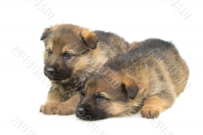 Germany sheep-dogs puppys