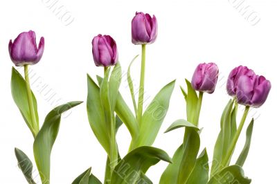 Set of Purple Tulips