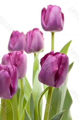 Set of Purple Tulips