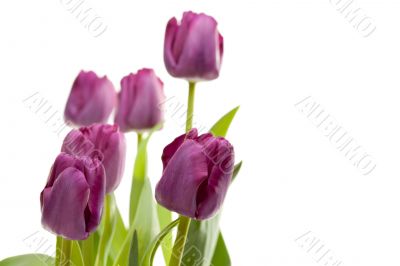 Set of Purple Tulips