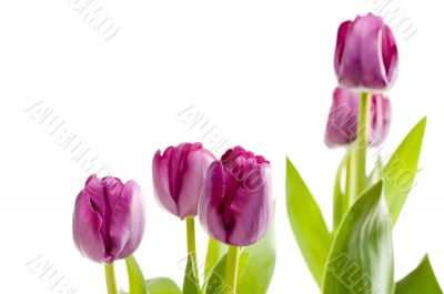Set of Purple Tulips