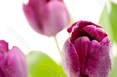 Set of Purple Tulips