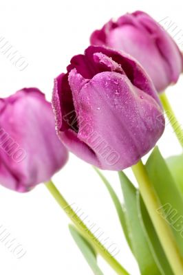 Set of Purple Tulips