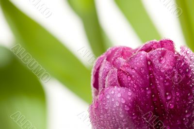 Macro of Purple Tulips with Water Drops