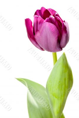 Set of Purple Tulips