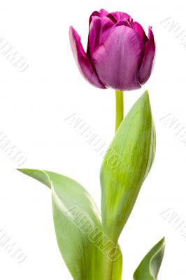 Set of Purple Tulips