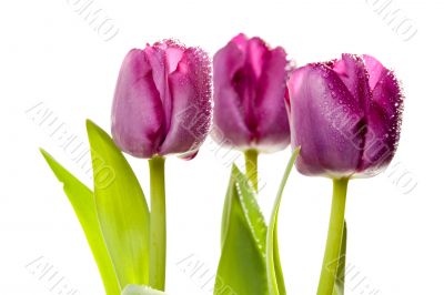 Set of Purple Tulips