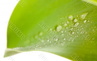 Macro of Water Drops on Tulip Leaf