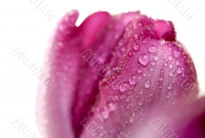 Macro of Purple Tulips with Water Drops
