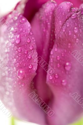Macro of Purple Tulips with Water Drops