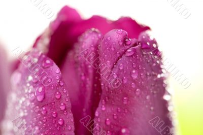 Macro of Purple Tulips with Water Drops