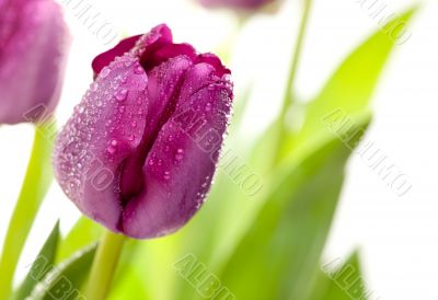 Macro of Purple Tulips with Water Drops