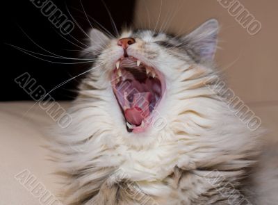 Yawning cat