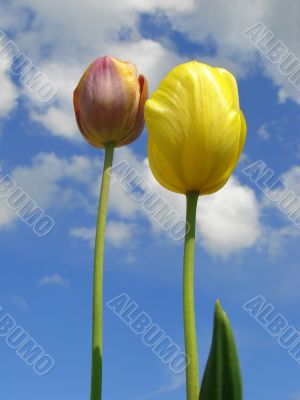 two tulips