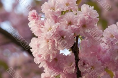 pink cherry blossoms in spring